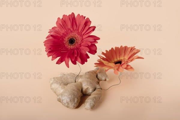 Ginger root wrapped in steel wire with red and orange gerberas, creative food still life