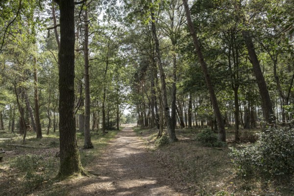 Buurserzand Nature Reserve, Haaksbergen, Oberjissel Province, Netherlands