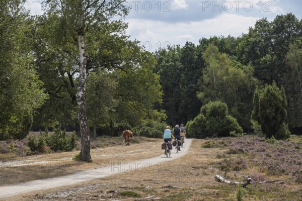 Cyclists in the Buurserzand Nature Reserve, Oberjissel Province, Haaksbergen, the Netherlands