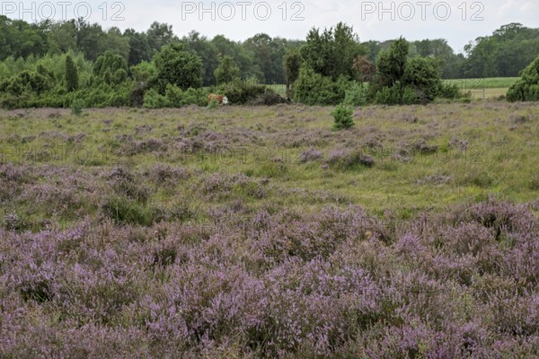 Buurserzand Nature Reserve, Oberjissel Province, Haaksbergen, Netherlands