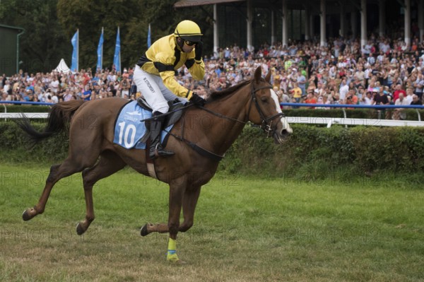 WROCLAW, POLAND - SEPTEMBER 4, 2016: Horse racing - Grand Wroclawska Prize Airport Wroclaw. In actionr M. Stromsky on horse Sergeant Thunder