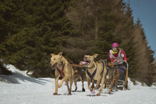 Wyscigi psich zaprzegów