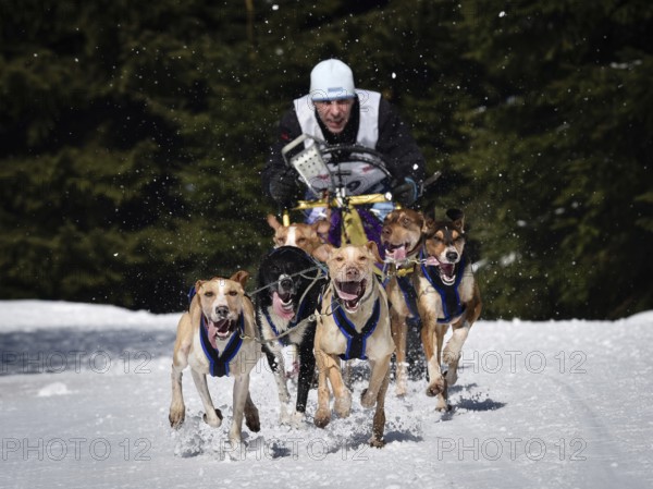 JAKUSZYCE, POLAND - MARCH 16, 2016: Ales Prokupek during International Sled Dog Race Border Rush 2016