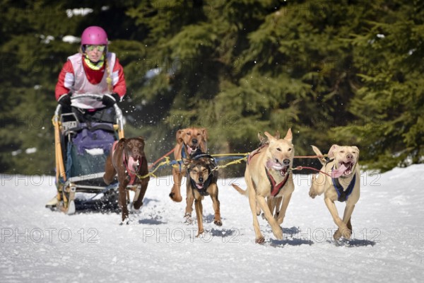 JAKUSZYCE, POLAND - MARCH 16, 2016: Monika Ptas during International Sled Dog Race Border Rush 2016