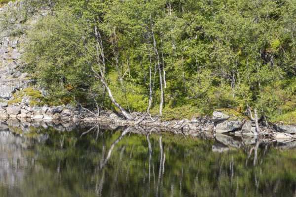 Scandinavian Montane Birch Forest on the lake shore near the Preikestolen hiking trail in Rogaland, Vestlandet, Western Norway