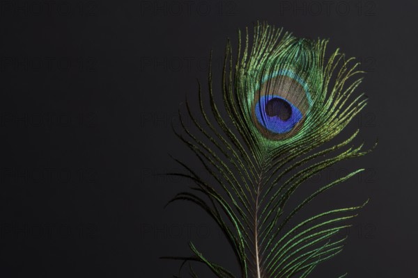 Close-up of a colorful peacock feather on a black background