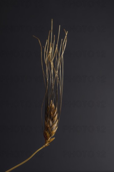 Close-up of an illuminated ear of wheat on a dark background