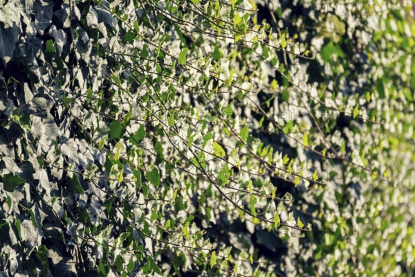Evergreen common ivy, hedera helix crawl on the wall, english european ivy, sunny summer day, Prague, Czech republic