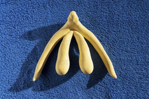 3d printed female sex organ clitoris for human anatomy lessons