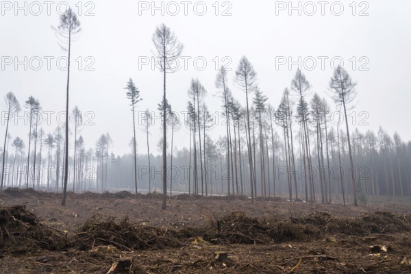 Glade or forest clearing with solitary larch and pine trees at bark beetle calamity area, spruce timber crisis, foggy day Prague Czech republic