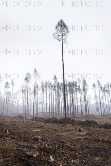 Glade or forest clearing with solitary larch and pine trees at bark beetle calamity area, spruce timber crisis, foggy day Prague Czech republic