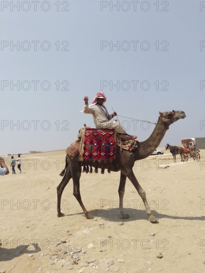 A photogenic Bedouin on a camel poses for tourists near the Great Pyramids of Giza, in the sands of the Sahara Desert. A horse-drawn cart carrying tourists, travelers, and adventurers can be seen in the background. Cairo, Egypt