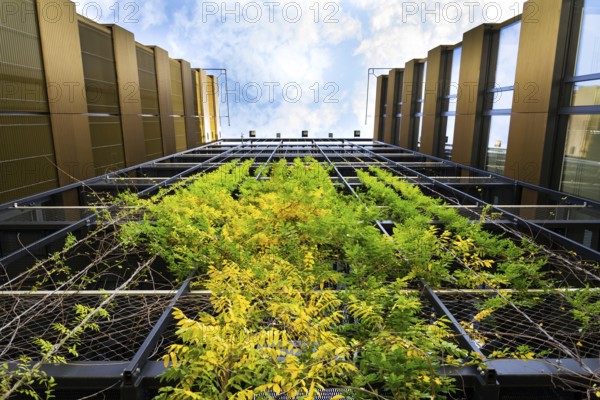 Outdoor green living wall, vertical garden on modern office building Prague Czech republic