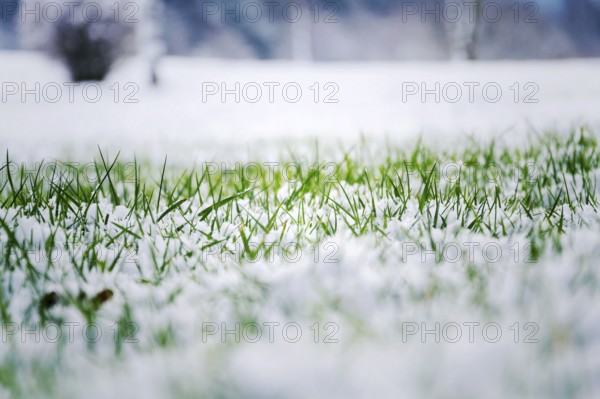 Green grass in snow, bush in background, Hello spring concept Prague Czech republic