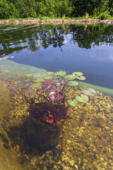 Plants used at natural swimming pool for filtering water without chemicals Prague Czech republic
