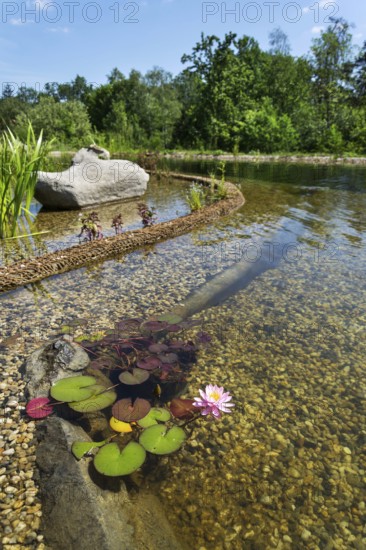 Beautiful water lilies plants filtering water at natural swimming pond Prague Czech republic