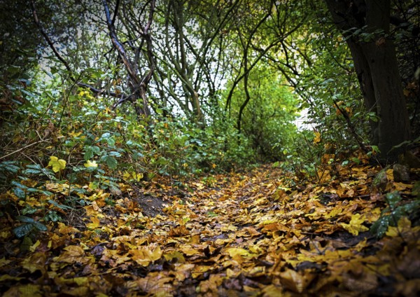 Autumn leaves lie on the ground in Leegebruch, Brandenburg, Germany
