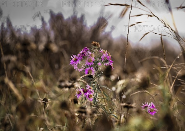 Autumn aster (Asteraceae) in autumn in a field in Leegebruch, Brandenburg, Germany