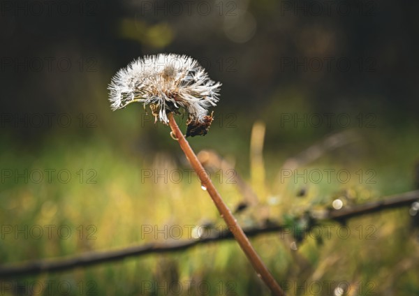 Dandelion (Taraxacum) in autumn in Leegebruch, Brandenburg, Germany