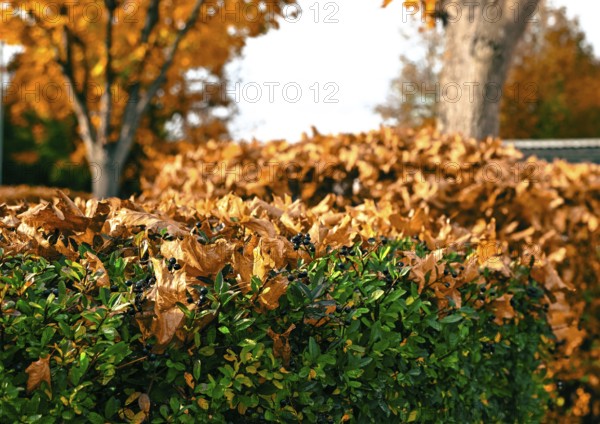 Autumn leaves on a hedge in Leegebruch, Brandenburg, Germany