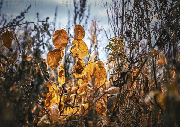 Autumn leaves in yellow splendor on a field in Leegebruch, Brandenburg, Germany