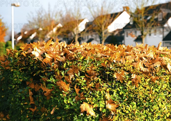 Autumn leaves on a hedge in yellow splendor in Leegebruch, Brandenburg, Germany