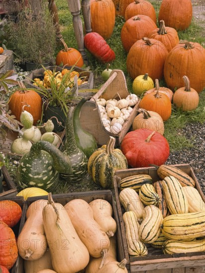 A group of Autumn pumkins and gourds exhibited at the Hudac Farm Stand, in Saint Albans, Vermont, New England, USA