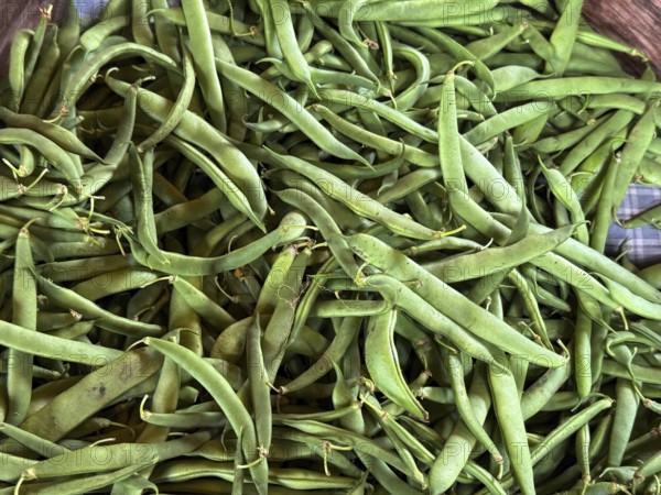 A group of peas exhibited at the Hudac Farm Stand, in Saint Albans, Vermont, New England, USA