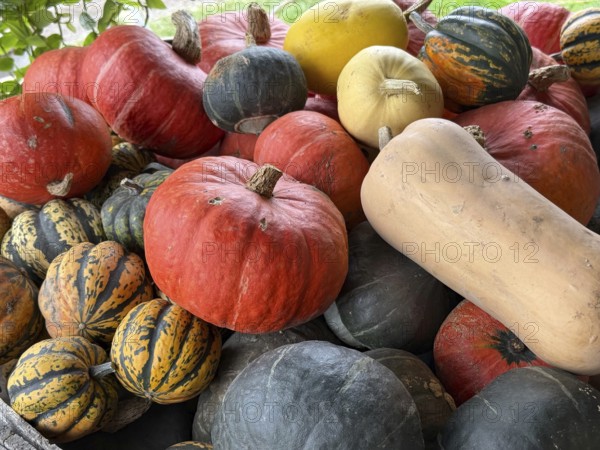A group of Autumn pumkins and gourds exhibited at the Hudac Farm Stand, in Saint Albans, Vermont, New England, USA