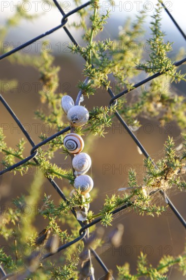 Ronda, malaga, spain Snails clustered on a plant wrapped around a chain link fence, estivating in the warm outdoor environment