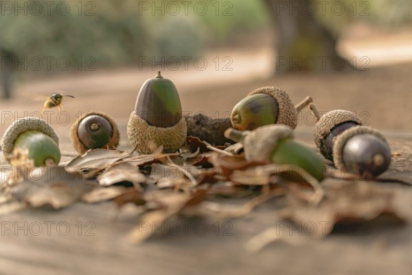 Ronda, malaga, spain Acorns on a wooden surface surrounded by dried oak leaves, with a wasp hovering above in an outdoor autumn setting