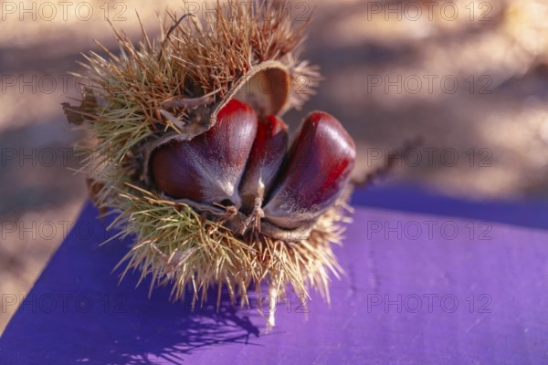 Ronda, malaga, spain Close-up of ripe brown chestnuts emerging from their natural spiky burr, resting on a vibrant purple surface in autumn