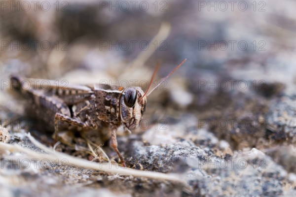 Small brown grasshopper blending into its rocky, earthy environment, showcasing excellent natural camouflage, Ronda, Malaga