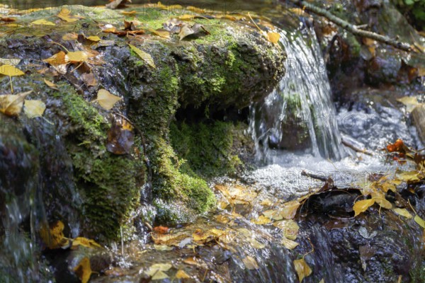 Ronda, malaga, spain Small waterfall cascading over vibrant green moss and fallen autumn leaves on rocks in a peaceful forest stream