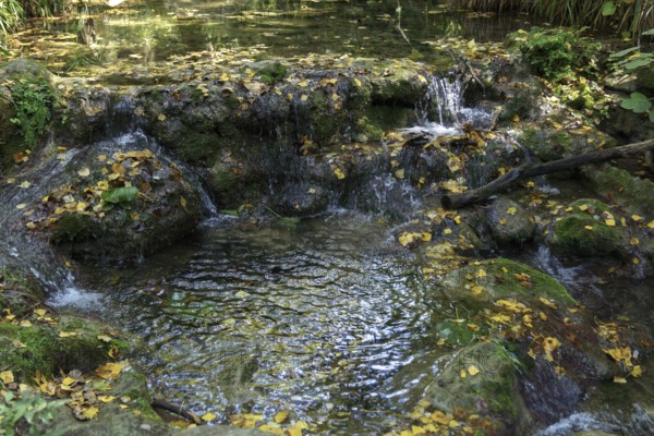 Ronda, malaga, spain Small stream in an autumn forest, water flowing over moss-covered rocks and fallen yellow leaves, creating a peaceful, serene scene