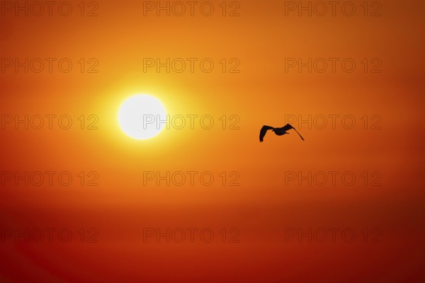 A silhouetted bird flying against a vibrant orange sunset sky, creating a serene and peaceful atmosphere. Sea Baltic, Poland, Mielno