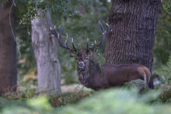Red deer at the rutting 2025, London, Great Britain
