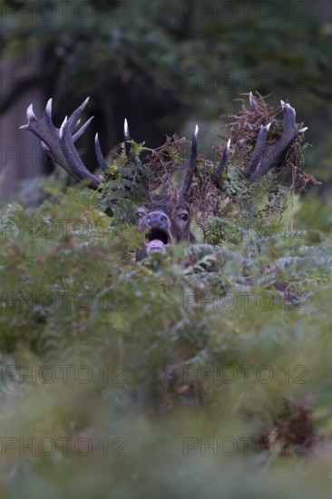 Red deer at the rutting 2025, London, Great Britain