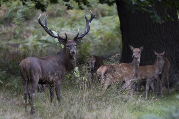 Red deer at the rutting 2025, London, Great Britain