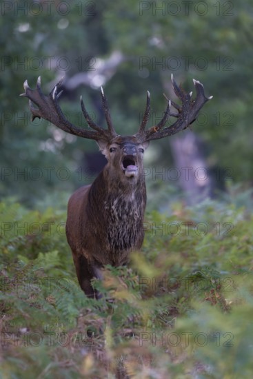 Red deer at the rutting 2025, London, Great Britain