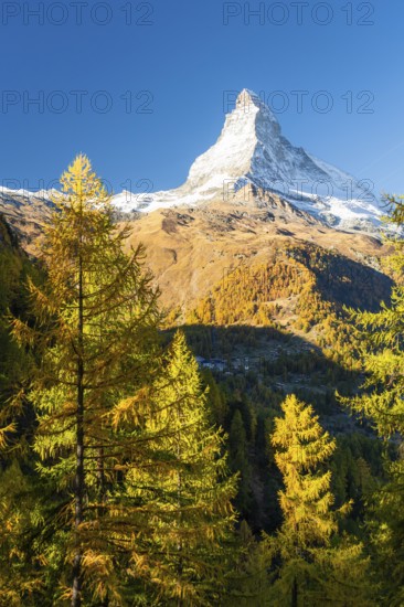 Matterhorn Mountain and Yellow Larches in Autumn in Sunny Morning. Fall Colors. Swiss Alps. Valais, Switzerland