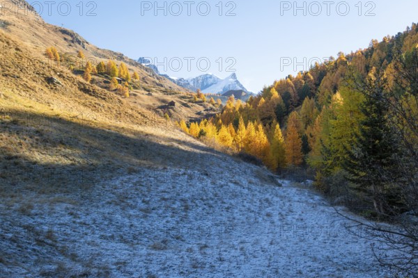 Snow-Capped Mountain, Frost on Slope and Yellow Golden Larches in Autumn on Sunny Day. Fall Colors. Swiss Alps. Valais, Switzerland