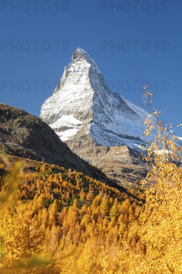 Matterhorn Mountain and Yellow Golden Trees in Autumn on Sunny Day. Fall Colors. Swiss Alps. Valais, Switzerland