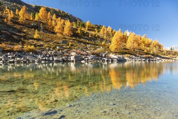 Mountain Slope and Yellow Larches in Autumn on Sunny Day. Reflection in Lake Grunsee. Swiss Alps. Valais, Switzerland
