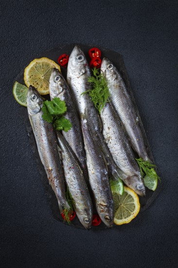 Fresh Herring fish, ready to cook, with herbs and spices, on black slate, in the kitchen