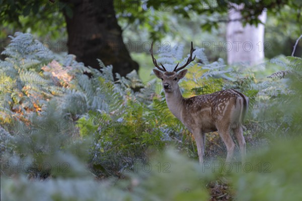 Fallow deer, London, England, Great Britain