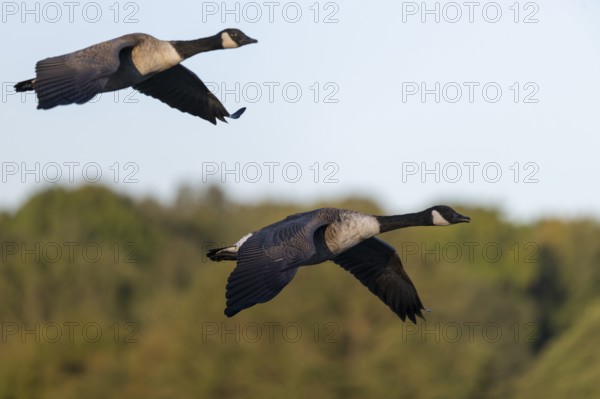 Canada goose, Bitburg, Rhineland-Palatinate, Germany