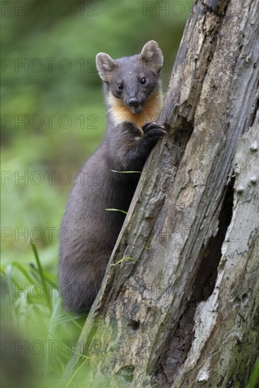 European pine marten (Martes martes), Bitburg, Rhineland-Palatinate, Germany