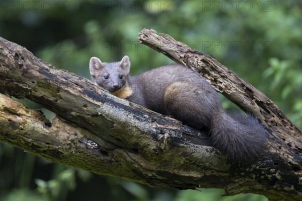 European pine marten (Martes martes), Bitburg, Rhineland-Palatinate, Germany