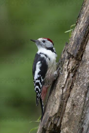 Middle woodpecker (Dendrocopos medius), Bitburg, Rhineland-Palatinate, Germany